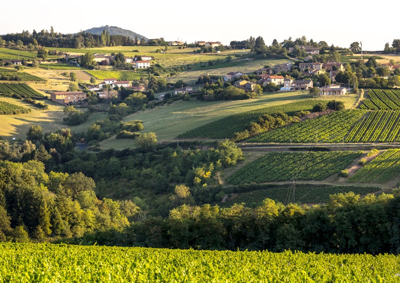 vinexpo-explorer-chapter3-toggle02