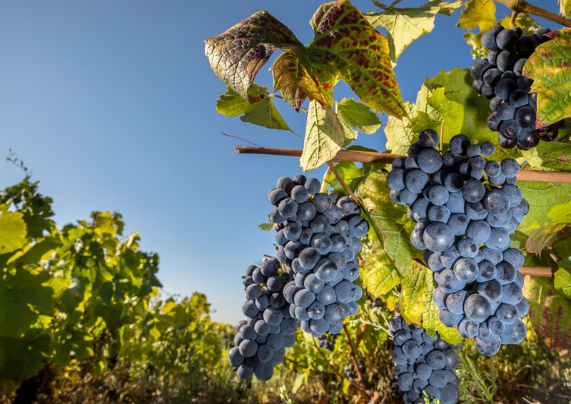 vinexpo-explorer-chapter3-toggle03