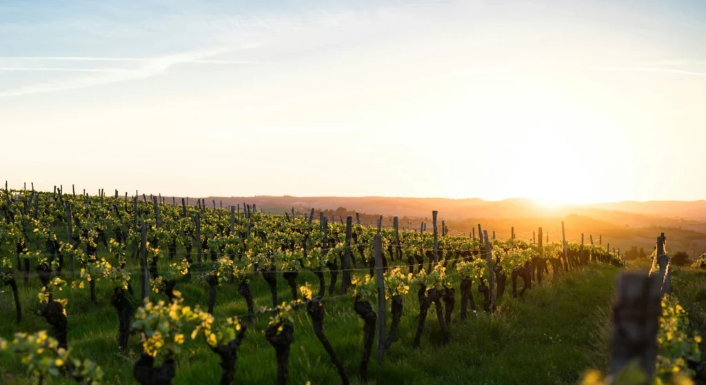 Vineyards and sunrise