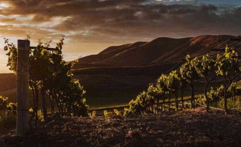 Vignes d'un château dans un crépuscule.