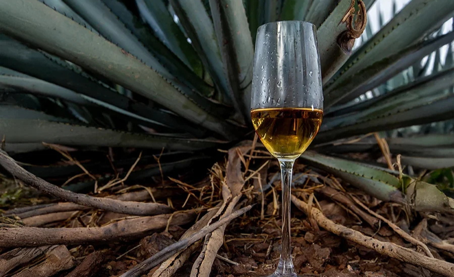 vin spiritueux en pleine nature et développement durable