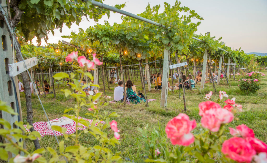 ambiance champêtre dans les vignes