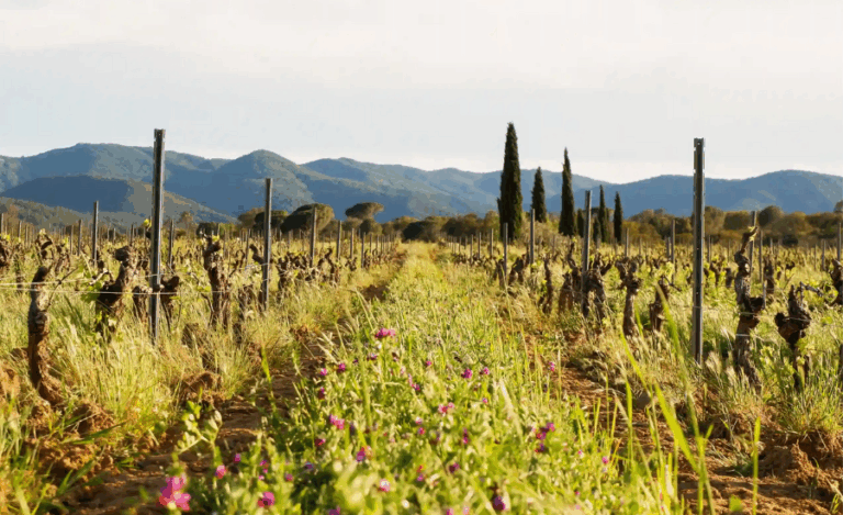 paysage de vignes pas encore fournies de grappes de raisins et avec herbes hautes