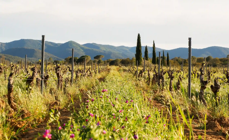 paysage de vignes pas encore fournies de grappes de raisins et avec herbes hautes