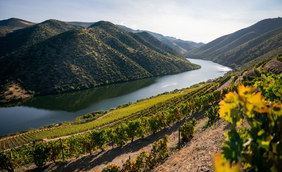 vue de vignes à flanc de montagne durant l'été