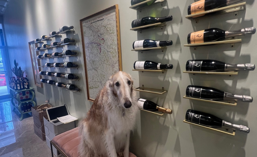 exposition de bouteilles couchées et avec un chien au premier plan