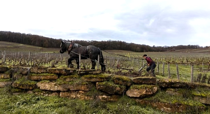 A farmer who works on a vineyards with his horse
