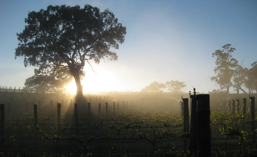 Vignes au lever du soleil