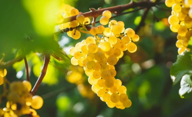 White grapes on a vineyard