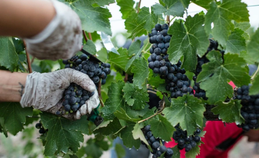 A person who is doing grape harvest