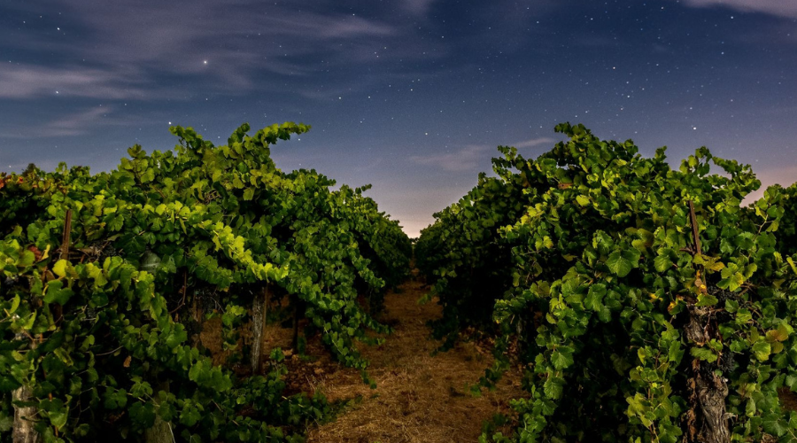vinyards by night