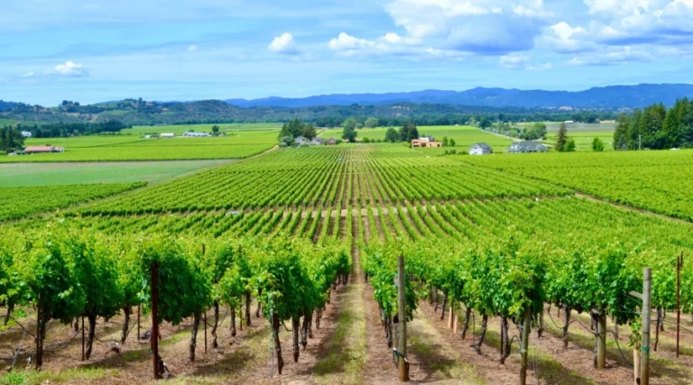 Vignobles en journée
