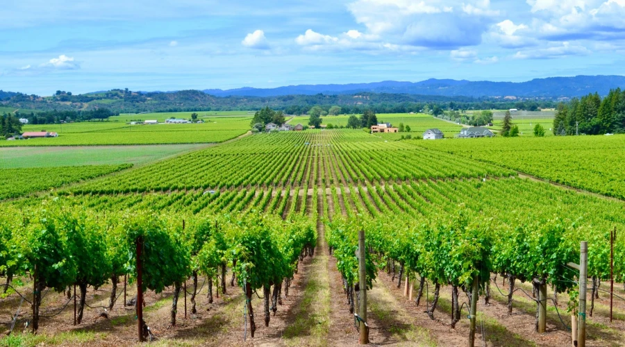 Vignobles en pleine journeé