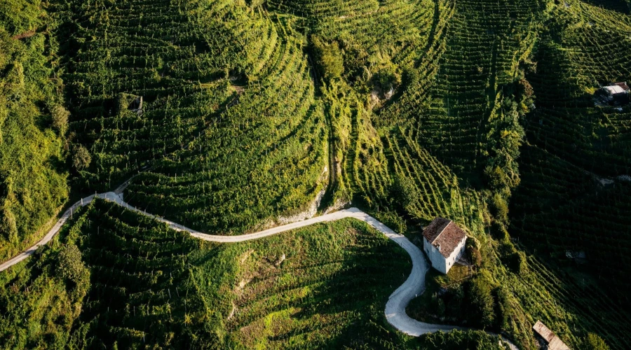 Vue du ciel de vignobles