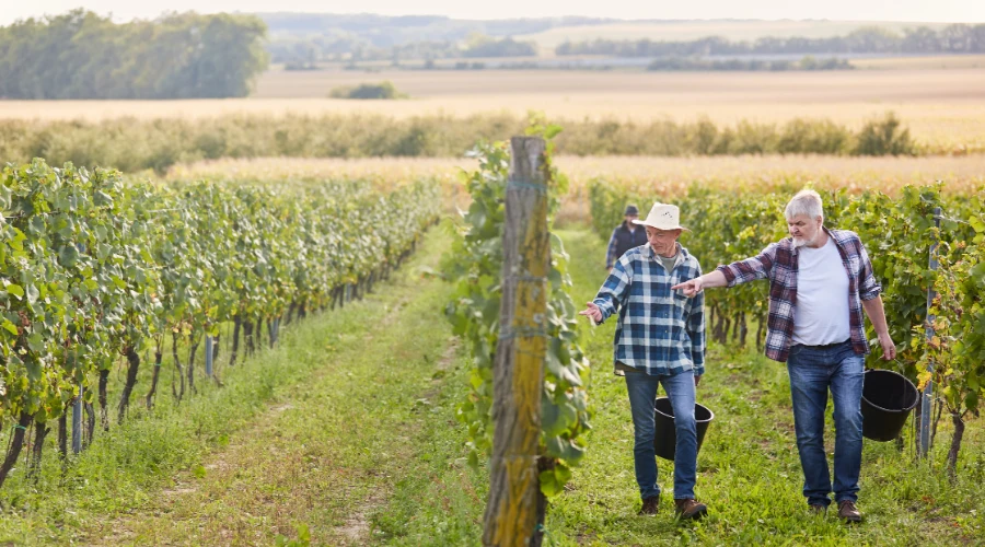Two men walking through vineyards