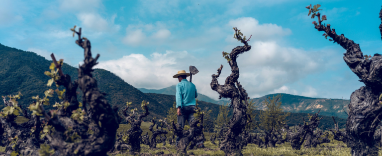 Man walking in vinyards with blue sky