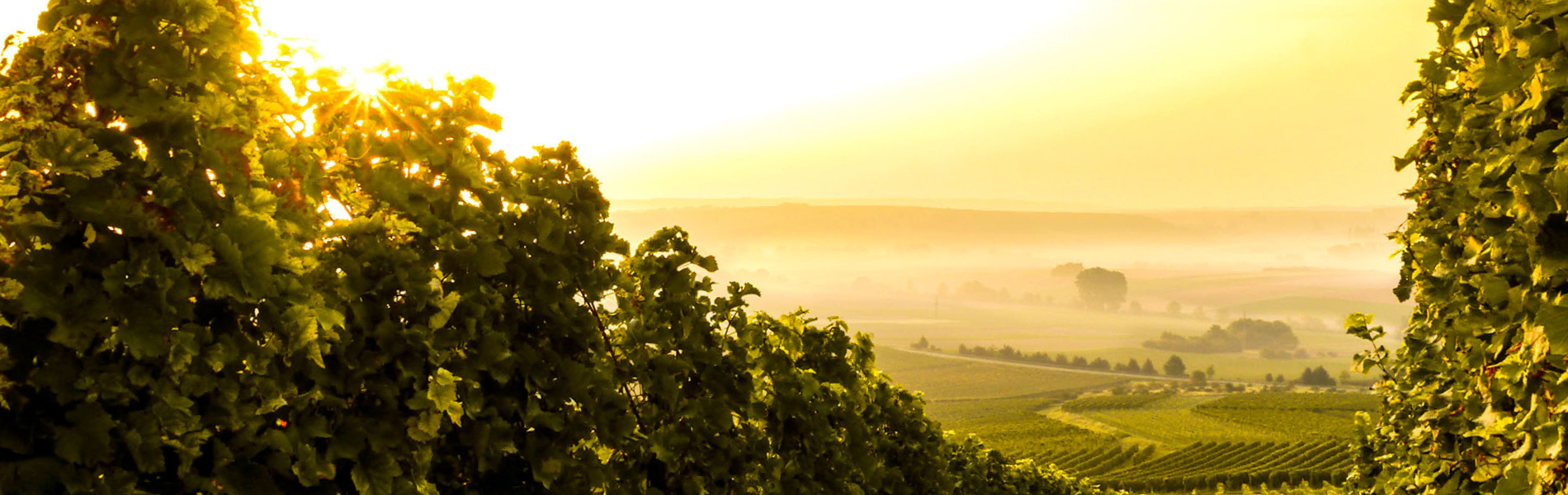 Vineyards on the twilight